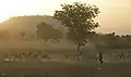 A Fulani herder drives his cattle in northern Cameroon.