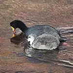 Adult and young feeding