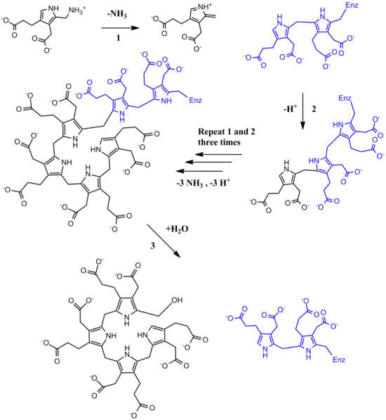 Full PBG Deaminase Mechanism