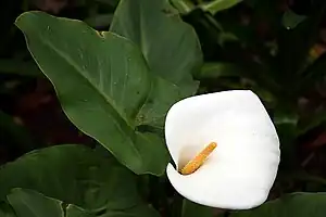 Calla lily (Zantedeschia aethiopica) in Funchal, Madeira