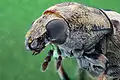 Close-up of fungus weevil (Anthribidae)