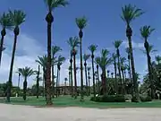 Palm trees at the ranch, some over 100 years old