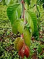 U. lanceifolia foliage, Grange Farm Arboretum