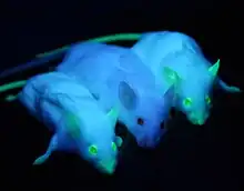 Genetically engineered mice glowing green