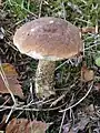 Brown birch bolete, Leccinum scabrum