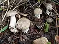 Charcoal burner, Russula cyanoxantha