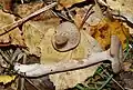 Coconut-scented milkcap, Lactarius glyciosmus