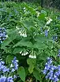 Comfrey, Symphytum officinale, on ramp