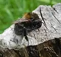 Common carder bee, Bombus pascuorum on loggery