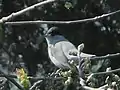 Blackcap, Sylvia atricapilla singing