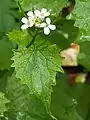 Garlic mustard, Alliaria petiolata, on ramp meadow