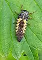 Harlequin ladybird nymph, Harmonia axyridis