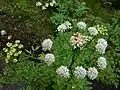 Hemlock water-dropwort, Oenanthe crocata in wet woodland