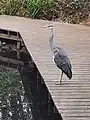 Grey heron, Ardea cinerea on boardwalk