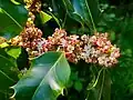 Holly, Ilex aquifolium, with male flowers