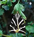 Jersey tiger moth, Euplagia quadripunctaria