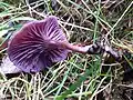 Laccaria amethystina, amethyst deceiver