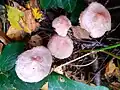 Rosy bonnet, Mycena rosea