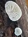 Flat oysterling, Crepidotus cf applanatus