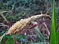 Pendulous sedge, Carex pendula, in flower