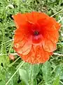 Poppy, Papaver rhoeas, on ramp meadow