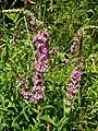 Purple loosestrife, Lythrum salicaria