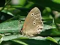 Ringlet, Aphantopus hyperantus