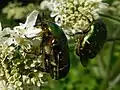 Rose chafer beetles, Cetonia aurata, on hogweed, Heracleum sphondylium