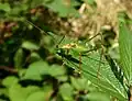 Speckled bush cricket, Leptophyes punctatissima, in picnic meadow