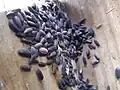 Woodlice sheltering in a nestbox