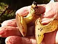 Xerocomellus, a bolete, under birch