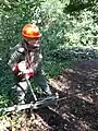 Winching a lodged Birch tree trunk down to ground