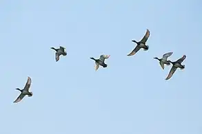 Gadwalls in flight, Taudaha Lake