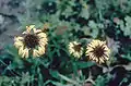 lanceleaf blanketflower (Gaillardia aestivalis)