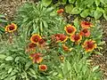 Gaillardia × hybrida 'Kobold'