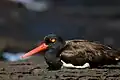 Nesting on Santiago Island, Galápagos Islands