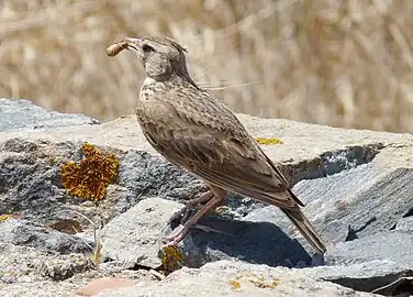 G. c. meridionalis, Delos, Greece