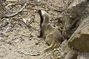 Brown and black mustelid on rocks