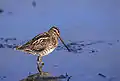 Common snipe (Gallinago gallinago)