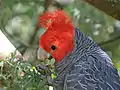 Male eating Acacia baileyana seeds