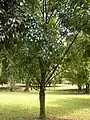 "Bitter kola" tree (Garcinia kola) growing in Limbe Botanical Gardens, Cameroon