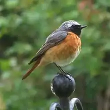 Redstart