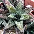 Gasteria batesiana has leaves which are heavily tuberculate (bumpy/warty) and finely rululous (wrinkled).