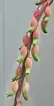 The smaller, rounded Gasteria disticha flowers