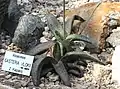 Gasteria vlokii forms rosettes of mat-surface, slightly rough, triangular (usually recurved), strap shaped leaves.