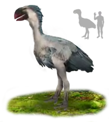 A big bird with blue-gray feathers, a white underbelly, and a large, parrot-like, red beak