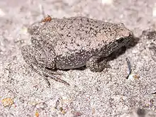 Adult camouflaged against natural surroundings with mottled pink dorsum