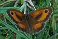 Gatekeeper butterfly, Pyronia tithonus