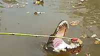 Gator in Louisiana bayou eats