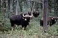 Indian bison (gaur) is present in parts of this ecoregion